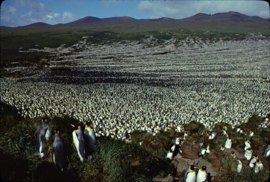 Крупнейшая колония королевских пингвинов сократилась почти на 90%