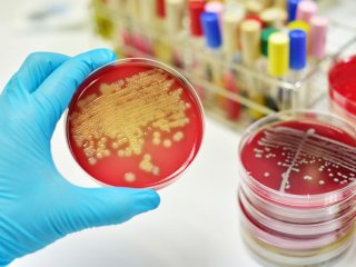 Синтетический микробиом кишечника: генная инженерия позволяет различным видам бактерий общаться между собой