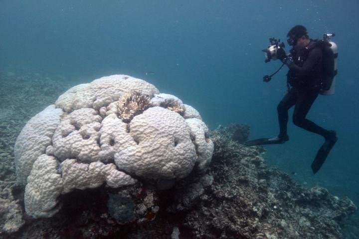 Кораллы Большого Барьерного рифа легче перенесли повышение температуры воды в 2017 году, чем в 2016