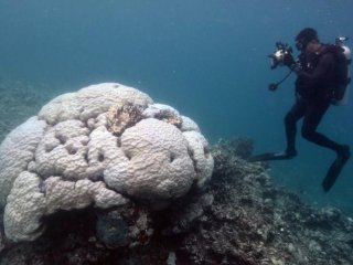 Кораллы Большого Барьерного рифа легче перенесли повышение температуры воды в 2017 году, чем в 2016