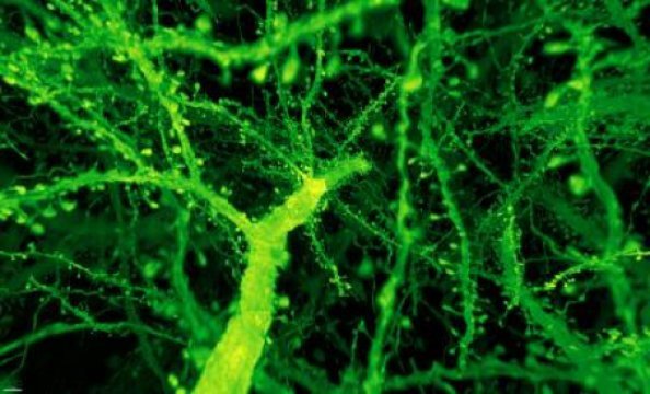 Как быстро сканировать мозг в наномасштабном разрешении