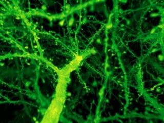 Как быстро сканировать мозг в наномасштабном разрешении