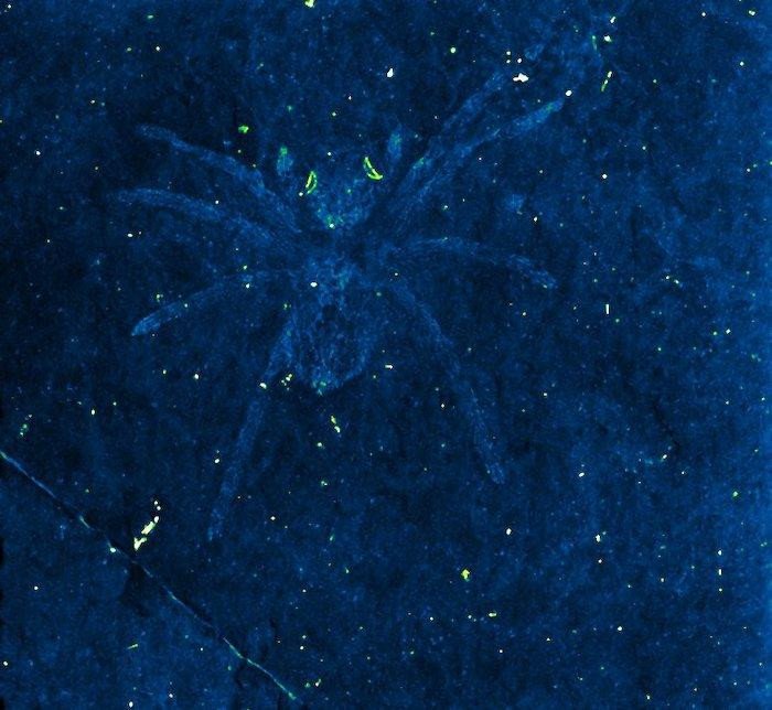 В Южной Корее обнаружены ископаемые пауки, у которых ночью светились глаза