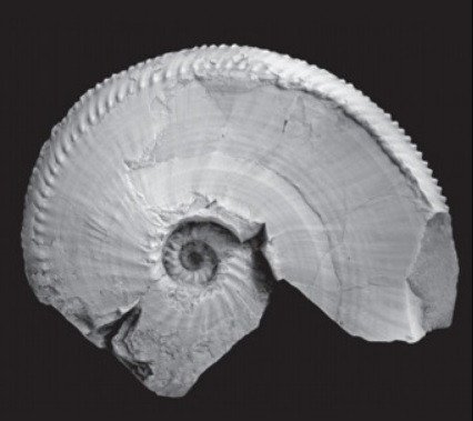 Аммоноидеи рода Orientosirenites, обитавшие в карнийском веке в морских палеобассейнах севера Средней Сибири и Cеверо-Востока Азии. Иллюстрация предоставлена А.Г. Константиновым