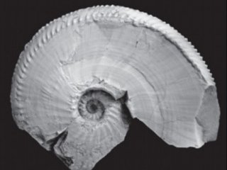 Аммоноидеи рода Orientosirenites, обитавшие в карнийском веке в морских палеобассейнах севера Средней Сибири и Cеверо-Востока Азии. Иллюстрация предоставлена А.Г. Константиновым