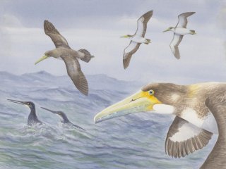 В Новой Зеландии обнаружены останки одного из старейших видов птиц