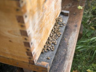 Пробиотики могут защитить медоносных пчел от смертельных заболеваний