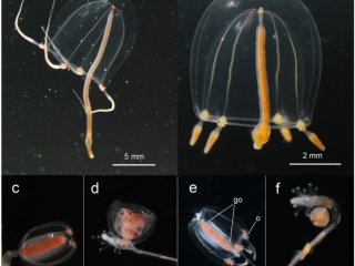 Фотографии образцов Sarsia lovenii и Sarsia tubulosa/ A. A. Prudkovsky, I. A. Ekimova, and T. V. Neretina. A case of nascent speciation: unique polymorphism of gonophores within hydrozoan sarsia lovenii // Scientific reports, 9(15567), 2019.