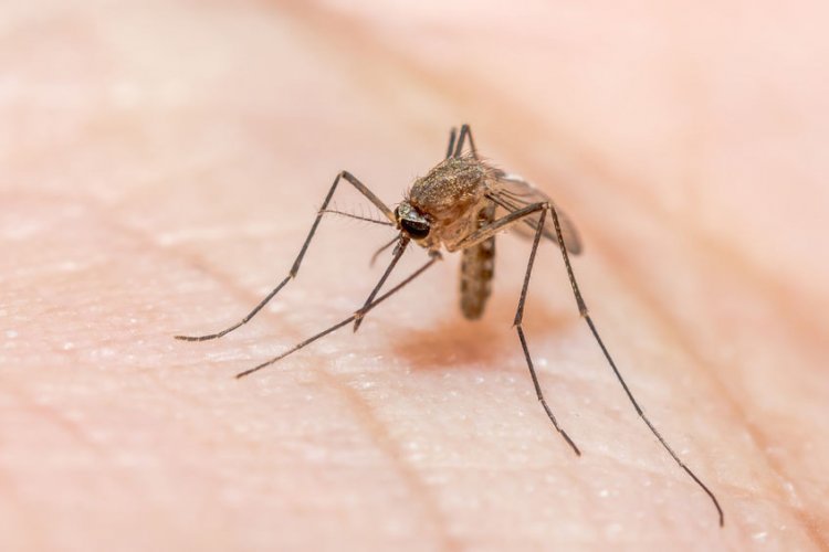 Малярийные комары могут чувствовать токсины лапками