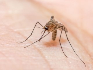 Малярийные комары могут чувствовать токсины лапками