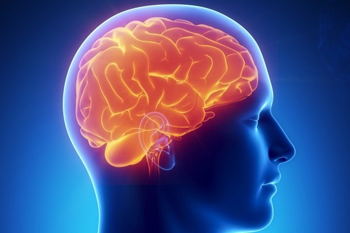 Исследователи БФУ в составе международной группы нашли новые регуляторы кровоснабжения мозга
