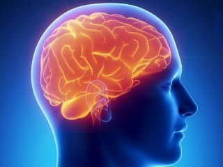 Исследователи БФУ в составе международной группы нашли новые регуляторы кровоснабжения мозга