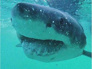 Белые акулы чаще охотятся на морском дне, чем предполагалось