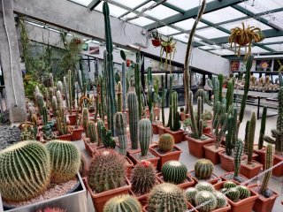 4 июля в Ботаническом саду МГУ «Аптекарский огород» откроется для посещения Суккулентная оранжерея