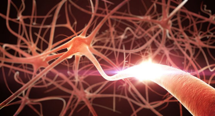 Нейроны генетически запрограммированы на долгую жизнь