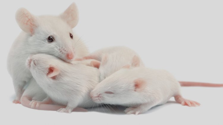 Микробы из кишечника мыши-матери влияют на мозг ее детеныша