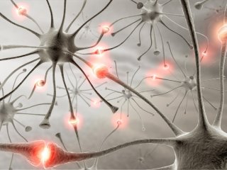 Биофизики прояснили механизм передачи сигнала в мозге