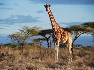 Сетчатые жирафы в Национальном парке Самбуру (Кения)
