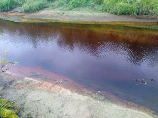 Высокоцветная речная вода. Август 2021 года. Ямало-Ненецкий автономный округ. Автор фотографии Г.Л. Шинкарева