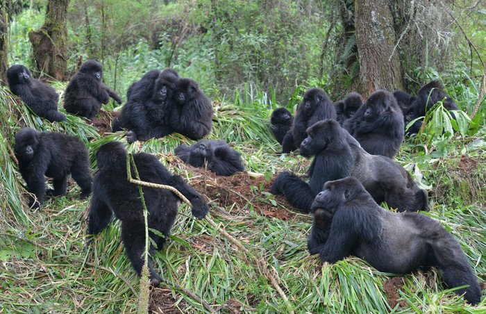Болеющие гориллы передают болезни своим сородичам, находящимся поблизости
