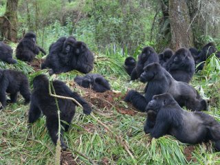 Болеющие гориллы передают болезни своим сородичам, находящимся поблизости