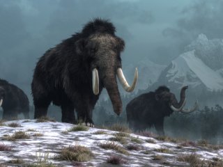 low-res_image_three_a_trio_of_woolly_mammoths_trudges_over_snow_covered_hills. _behind_them_mountains_with_snow_covered_peaks_rise_above_dark_green_forests_of_fir_trees._credit_d