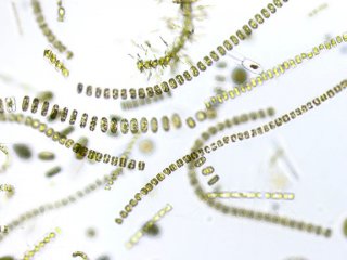 Разные виды фитопланктона по-разному отреагируют на изменение климата