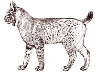 Реконструкция внешнего вида Lynx issiodorensis (Croizet et Jobert, 1828) (по Kurten, 1978)