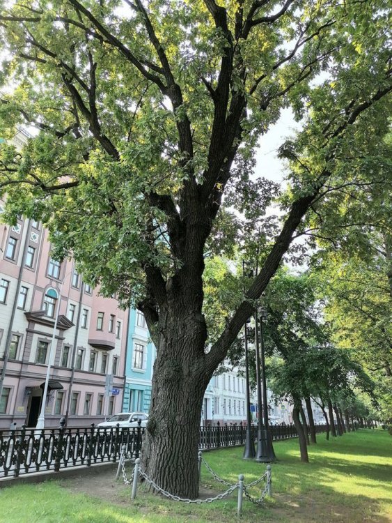 Пушкинский дуб на Тверском бульваре. Источник фото: "Мой дом Москва"