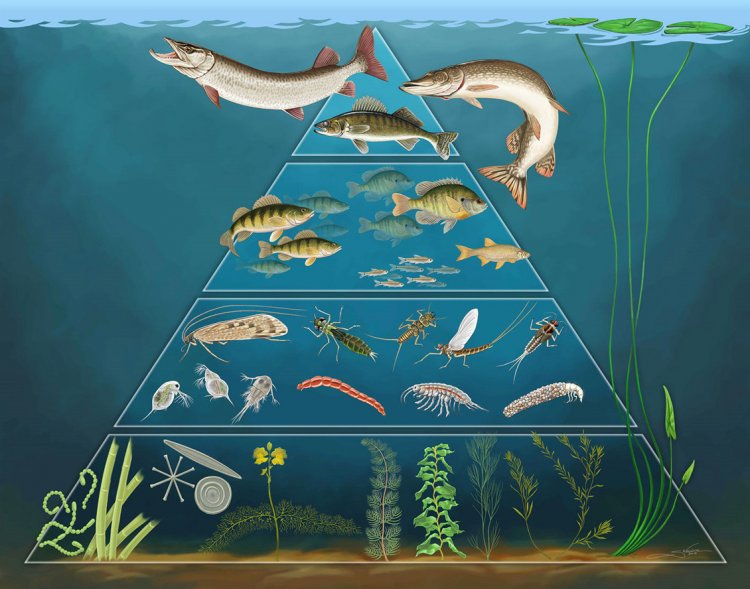 Иллюстрация: пирамида пищевой цепи речной экосистемы. Изображение: Shawn Wallace/behance.net
