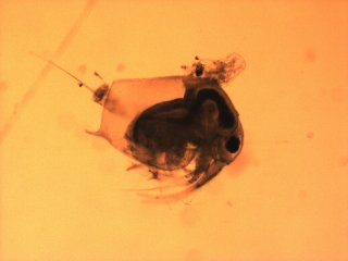 Рачок под микроскопом: самец Bosmina cf. longispina