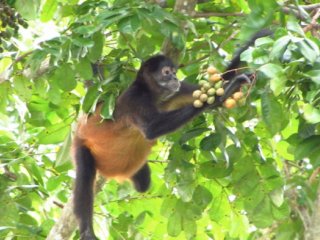 Чернорукие паукообразные обезьяны часто едят фрукты, содержащие 1-2% алкоголя