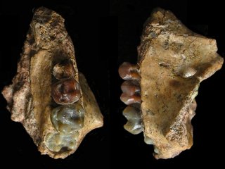 На юго-западе Китая найдена древнейшая окаменелость гиббона 