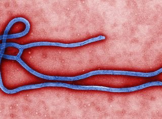Вирус Эбола может добраться до каждого