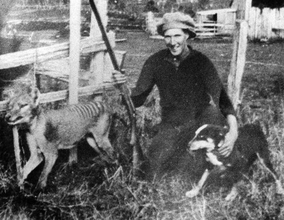 Уилф Батти (Wilf Batty), тасманийский фермер, вместе с последним диким тилацином, которого он застрелил в мае 1930 г. после того, как обнаружил зверя в своем курятнике