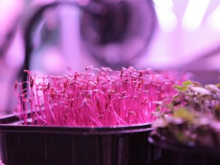Ученые КФУ представили безвредный метод обработки растений на основе неионизирующего излучения. Фото: Ольга Мерзлякова / «Научная Россия» 