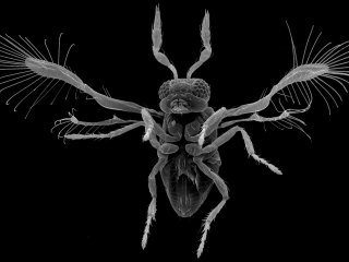 Наездник-яйцеед Megaphragma viggianii. Одно из мельчайших насекомых (длина тела 0,25 мм). Сканирующая электронная микроскопия. Фото из архива Алексея Полилова