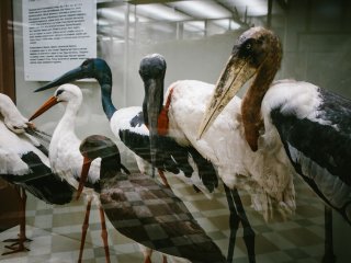 В Зоологическом музее МГУ. Фото: Ольга Мерзлякова / «Научная Россия»