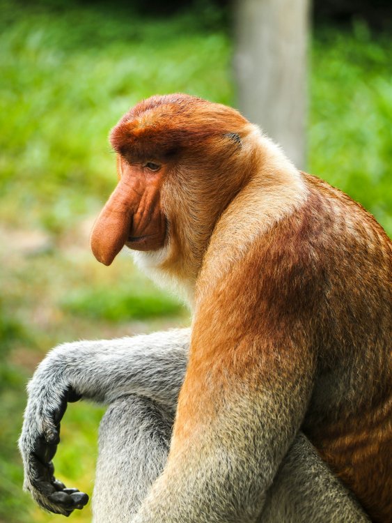 Носы самцов хоботковых обезьян эволюционировали для привлечения самок. Фото: Charge The Globe, Unsplash