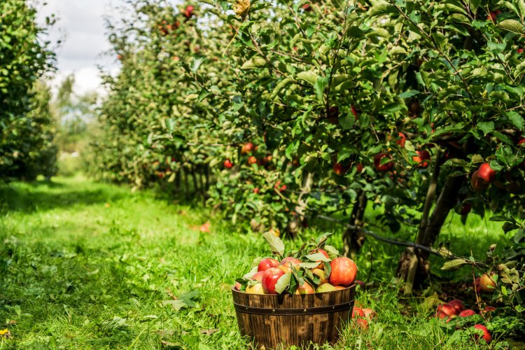 «Умная» система ЛЭТИ спрогнозирует осадки и проверит фрукты на свежесть