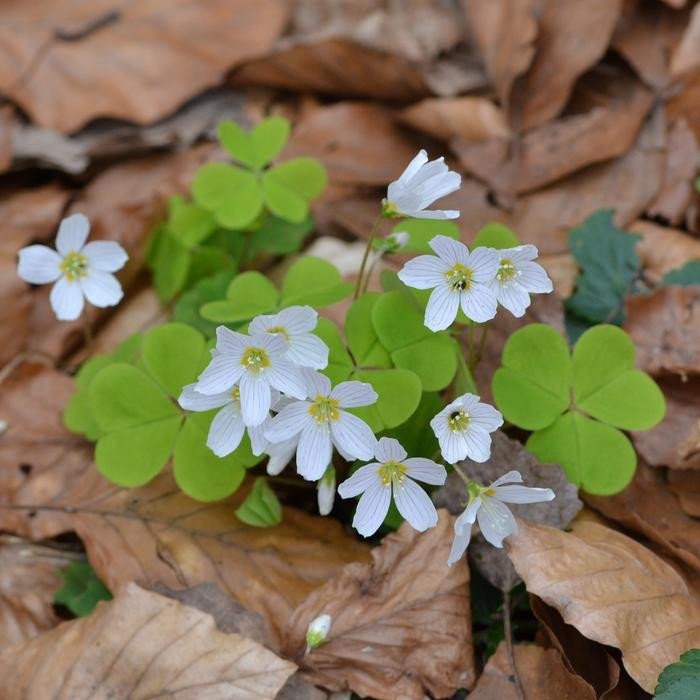 Обыкновенный лесной щавель (Oxalis acetosella) мигрирует на запад со скоростью около 5 километров в год и на север со скоростью около 0,1 километра в год. Фото: Petr Harant / German Centre for Integrative Biodiversity Research