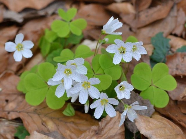 Обыкновенный лесной щавель (Oxalis acetosella) мигрирует на запад со скоростью около 5 километров в год и на север со скоростью около 0,1 километра в год. Фото: Petr Harant / German Centre for Integrative Biodiversity Research