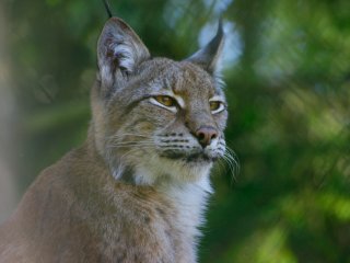 Фото: Wild Spirit/Unsplash