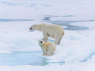 Роль белых медведей роль в питании арктических видов. Фото: ru.123rf.com