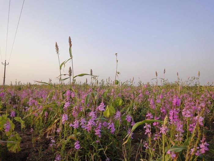 Поле, засеянное паразитическим сорняком стригой, одним из самых опасных сельскохозяйственных вредителей в мире. Фото: Satoko Yoshida from Nara Institute of Science and Technology, Japan