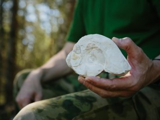 Остатки наутилоидей. Фото: Ольга Мерзлякова / «Научная Россия»