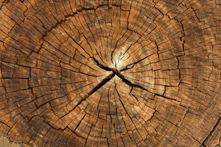 «Умная» древесина в окнах может блокировать ультрафиолетовое излучение. Фото: ru.123rf.com