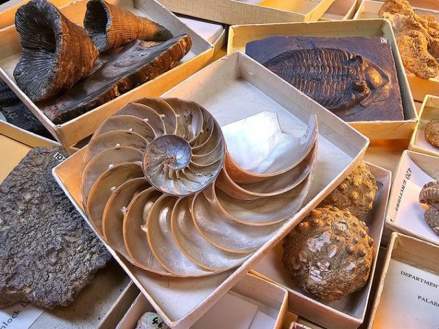 Коллекция образцов беспозвоночных, представляющих некоторые группы, исследованные в рамках данного исследования. Фото: Charlie Rex / University of Oxford