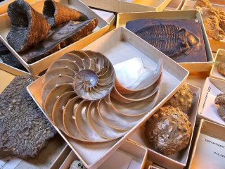 Коллекция образцов беспозвоночных, представляющих некоторые группы, исследованные в рамках данного исследования. Фото: Charlie Rex / University of Oxford