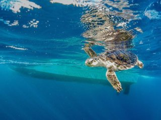 Ридлеи — одни из самых редких морских черепах на планете. Они обитают на восточном побережье Северной Америки и на побережье Мексиканского залива, где наблюдается интенсивное судоходство. Фото: Instigator/Shanna Stawicki Photography